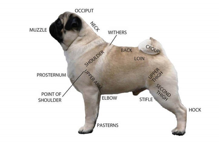 Pug on sale neck size